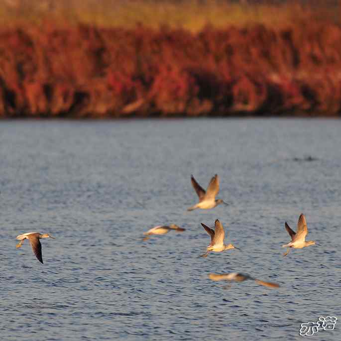 河北乐亭&nbsp;wbr路&nbsp;wbr林鷸