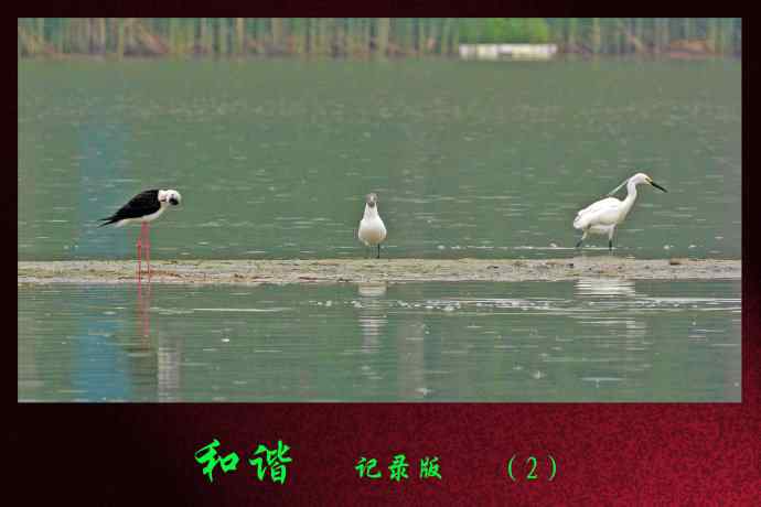 和谐 wbr wbr记录版 wbr wbr（2）