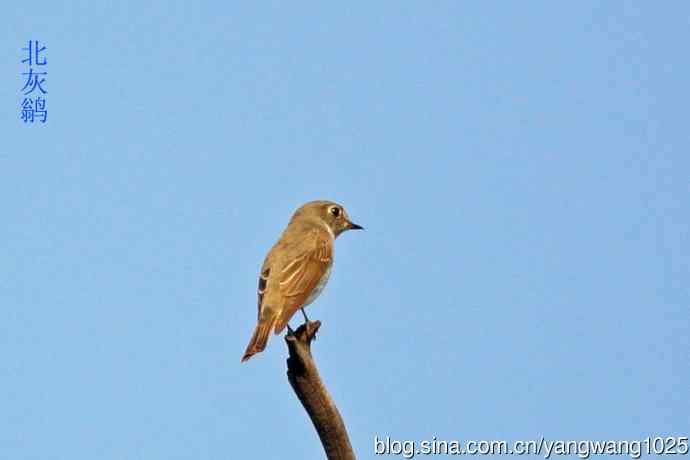 昨天的收获（杂片）