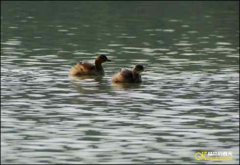 邂逅鈥溞鈥潯菊掌