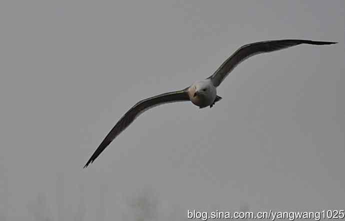 北京动物园的鸟类——海鸥