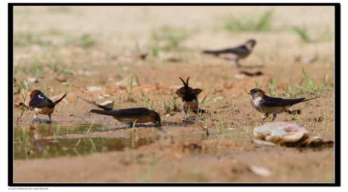 金腰燕衔泥筑巢