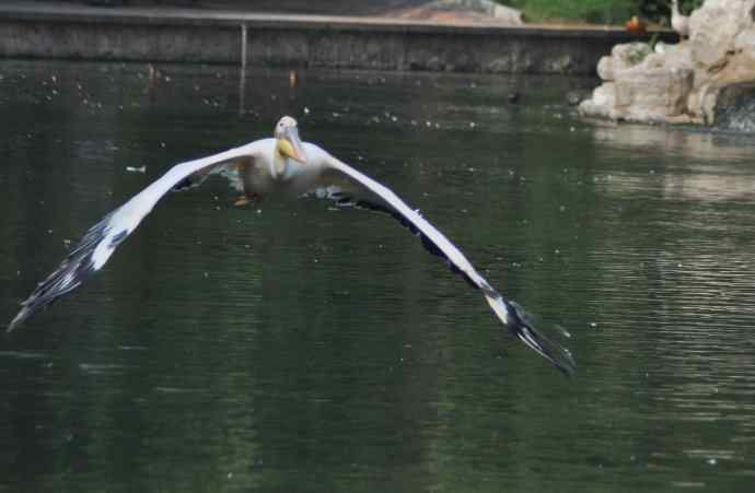 再拍大鹈鹕 wbr wbr4