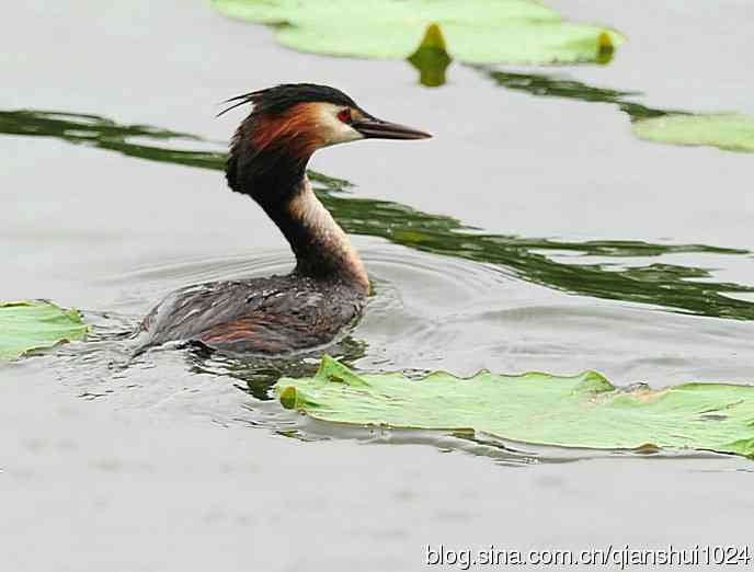 风头(pt)渐渐远去