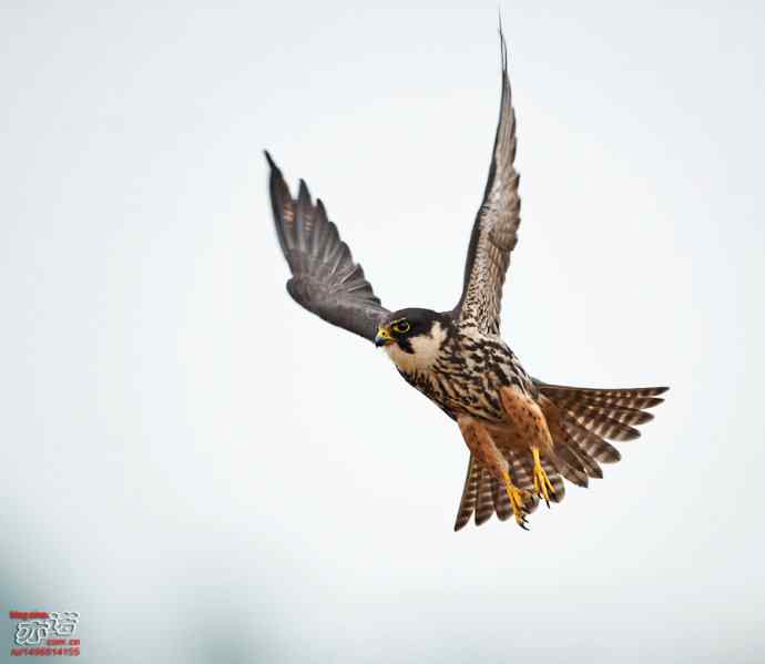 官厅水库&nbsp;wbr路&nbsp;wbr再拍燕隼