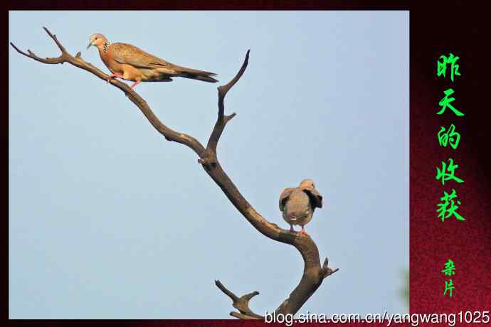 昨天的收获（杂片）