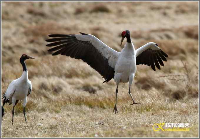 鹤舞蹁跹【照片】
