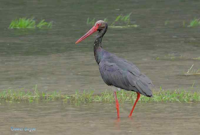 十渡的黑鹳和苍鹭