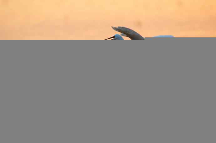 野鸭湖的大白鹭和白鹭