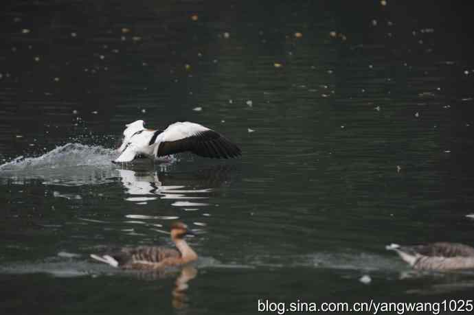 飞 wbr(雾拍水禽湖 wbr杂片) 飞 wbr(雾拍水禽湖 wbr杂片)
