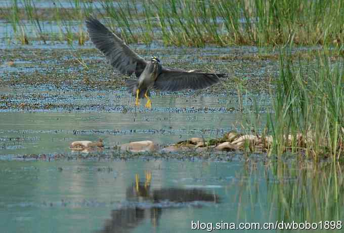 冒酷暑寻拍绿鹭 wbr长途奔袭古北口