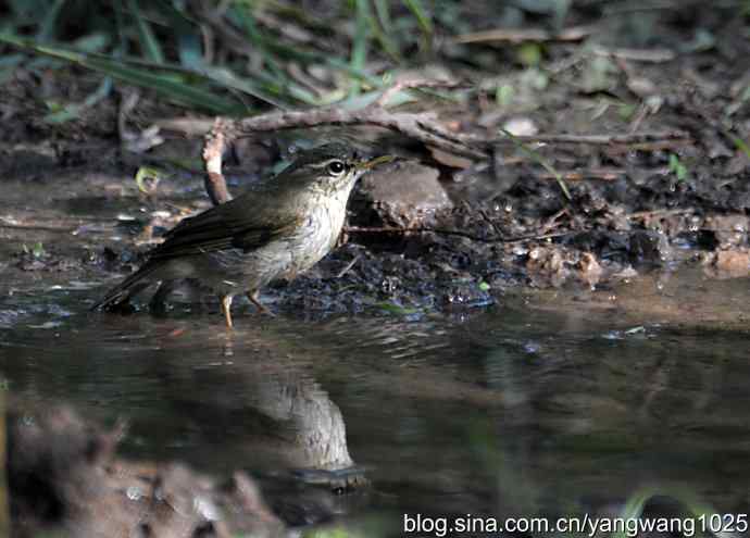 巨嘴柳莺（洗浴篇）