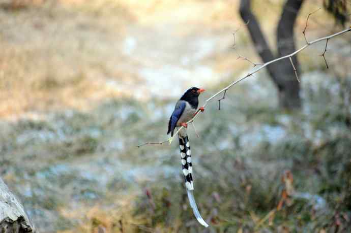 红嘴蓝鹊（12）