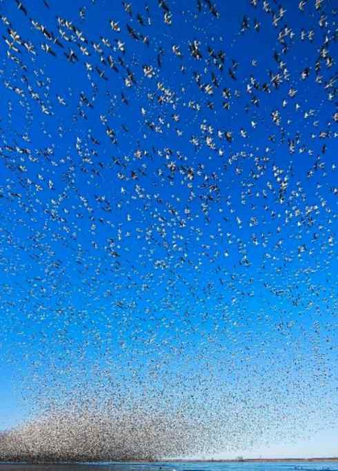 雁鸭之最之五（雪雁、坎贝尔岛鸭）