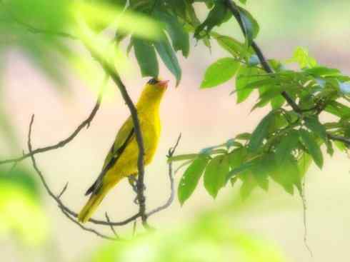 家禽驯化之源之三十一