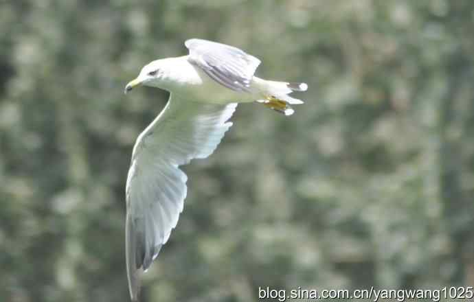 飞（海鸥与夜鹭） wbr2