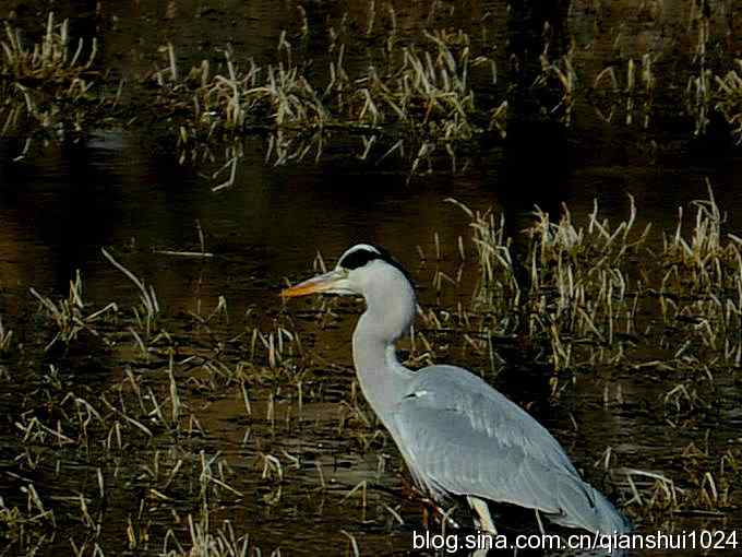 苍鹭抓鱼记(十渡) 苍鹭抓鱼记(十渡)
