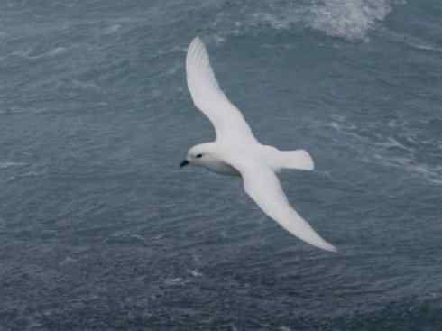 奇特的盔：雪海燕