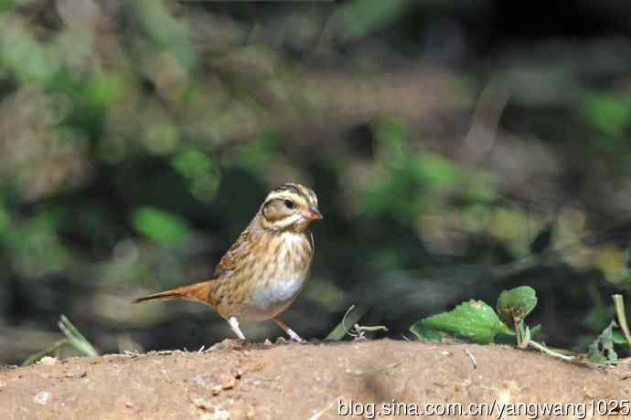 北京天坛公园的鸟类——白眉鹀（10）