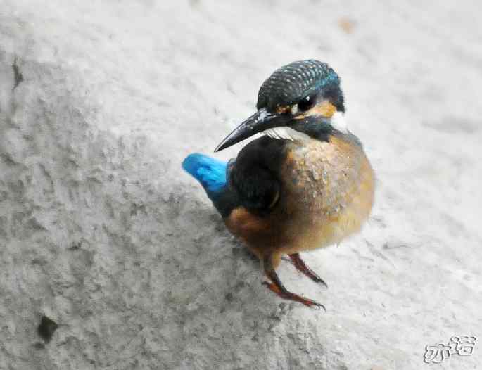圆明园&nbsp;wbr路&nbsp;wbr昨天拍到的十种鸟（记录版）
