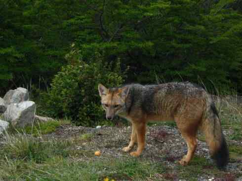 狈：传说的兽原型探秘（狐）