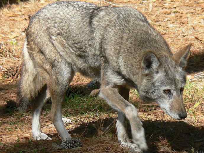 犬科:犬亚科犬属之郊狼、红狼 犬科:犬亚科犬属之郊狼、红狼