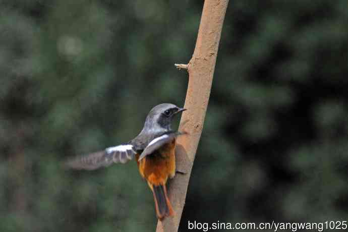 雄性北红尾鸲（35）