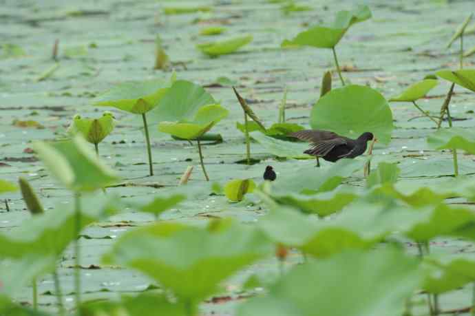 再拍黑水鸡（纪实）1