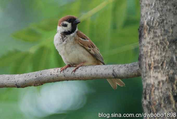 戴胜护驾南海子