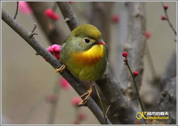 相思鸟与红梅花儿【照片】
