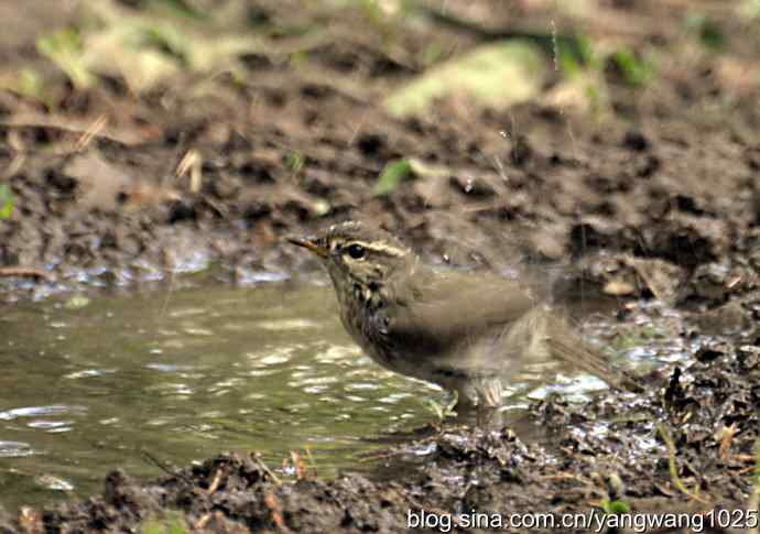 巨嘴柳莺（洗浴篇）