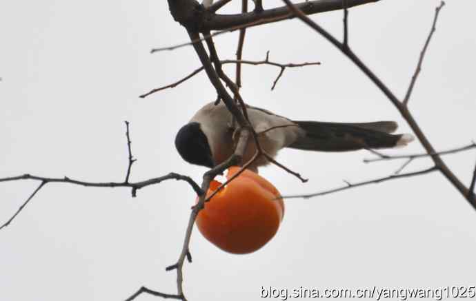 谁爱吃柿子？（喜鹊）