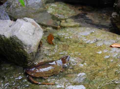 玄武:传说的兽原型探秘(平胸龟) 玄武:传说的兽原型探秘(平胸龟)