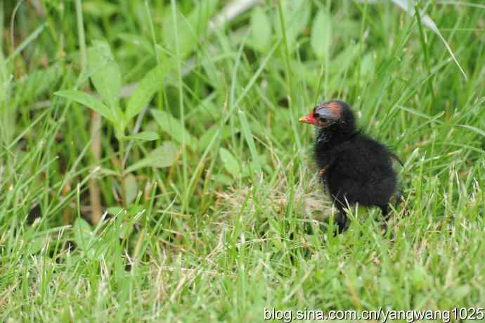 北京奥林匹克公园的鸟类——黑水鸡 2