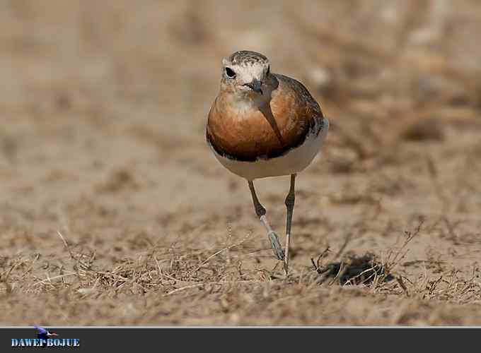 东方鸻小憩野鸭湖