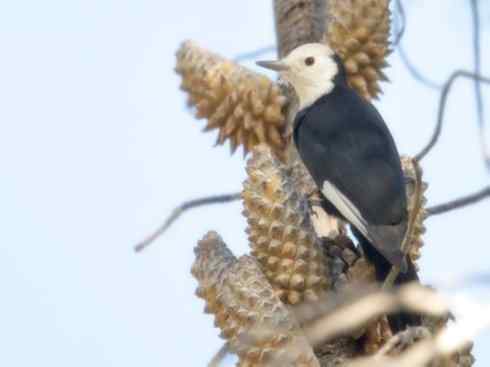 白头鸟系列：另类的美丽4