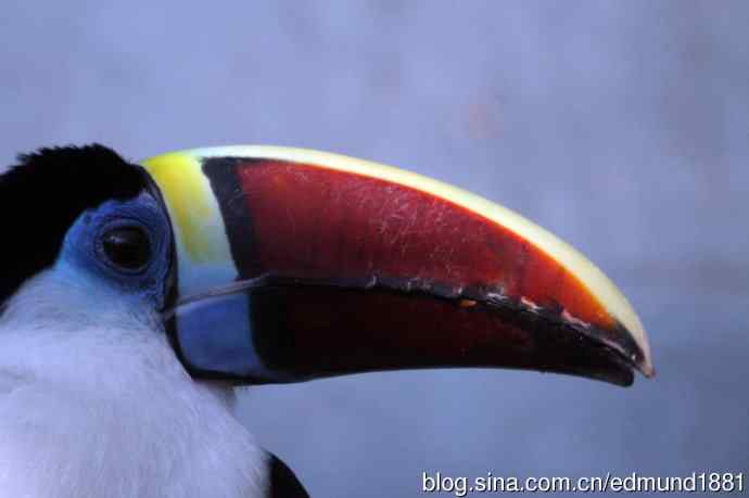 灵魂之窗 望远镜摄影Digiscoping