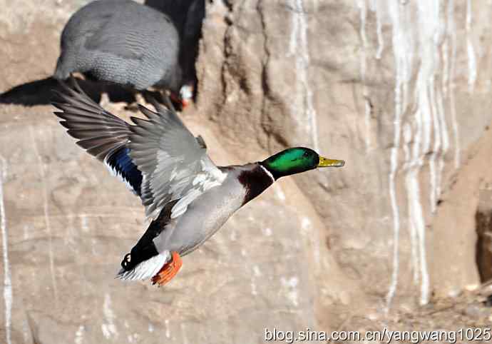 飞(绿头鸭)1 飞(绿头鸭)1