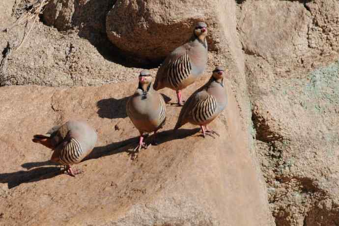 山岩上的石鸡★