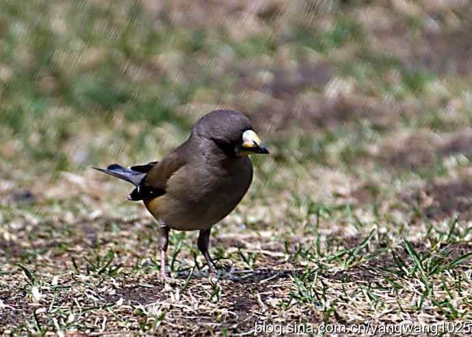 黑尾蜡嘴雀 黑尾蜡嘴雀