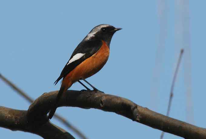 三只小鸟 wbr满园春色