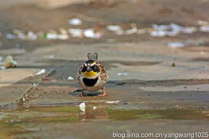 雄性黄喉鹀（6）