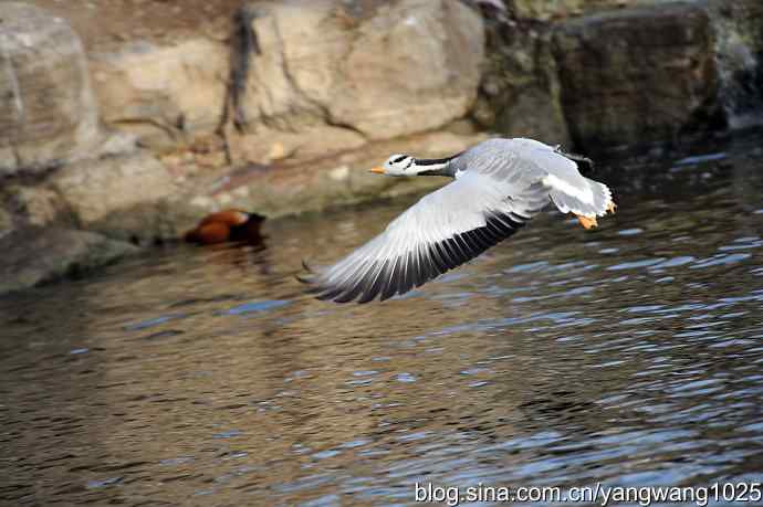舞(斑头雁)1 舞(斑头雁)1