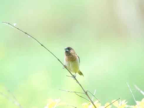 家禽驯化之源之十七