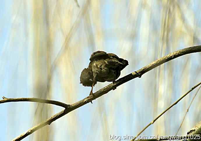 自然和谐的日坛公园（浴后）