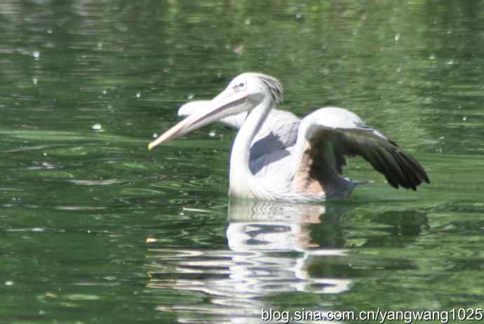 再拍大鹈鹕 wbr2