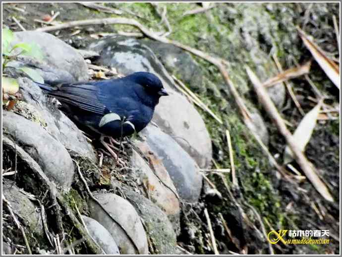 春节拍鸟【照片】