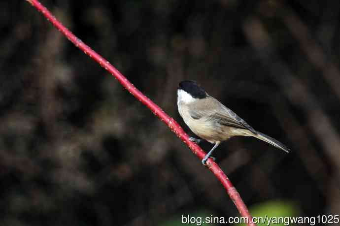 北京天坛公园的鸟类——沼泽山雀（3）
