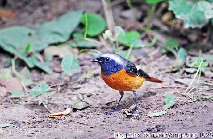 雄性北红尾鸲（16）