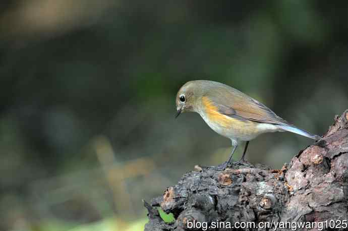 雌性红胁蓝尾鸲（52）